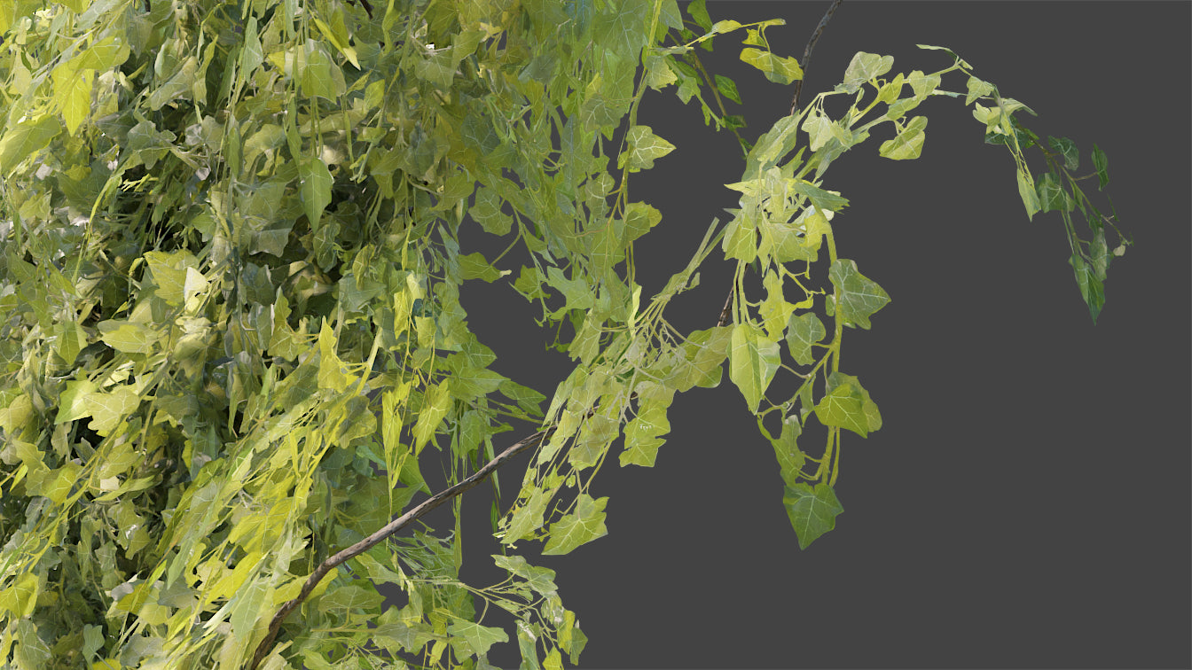 Creeping ivy low poly 3d model for Blender and OBJ with PBR textures