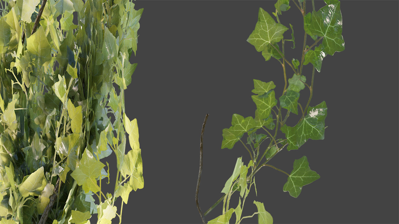 Creeping ivy low poly 3d model for Blender and OBJ with PBR textures