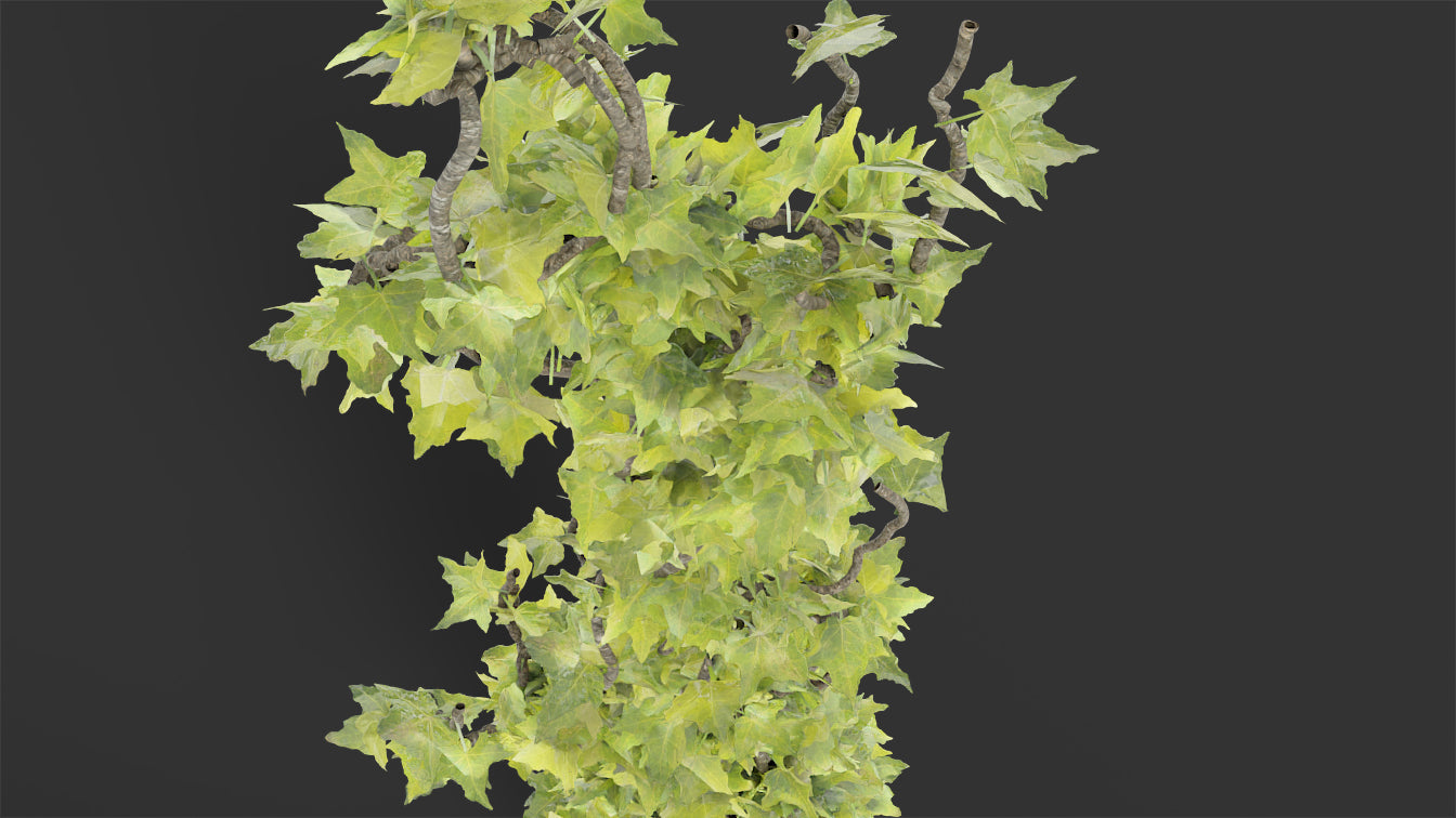 Creeping ivy plant. Low-poly 3D model for Blender, OBJ and PBR textures.