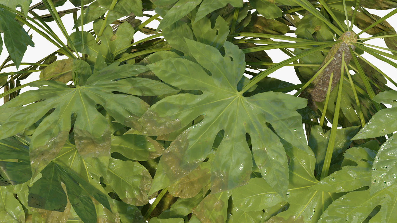 Fatsia japonica plant. Low-poly 3D model for Blender, OBJ and PBR textures.