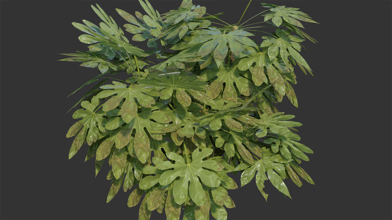 Fatsia japonica Plant 3d Model Blender and OBJ with PBR textures and low polycount