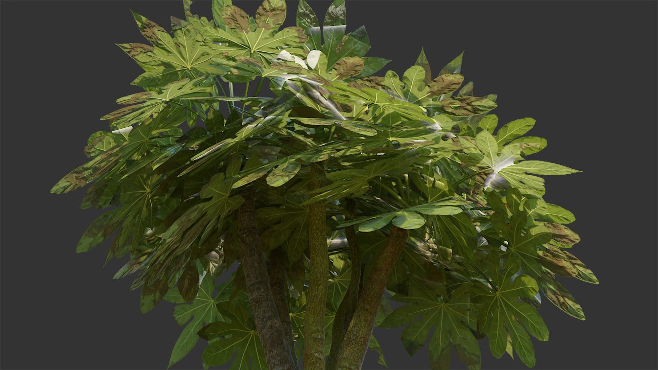 Fatsia japonica Plant 3d Model Blender and OBJ with PBR textures and low polycount
