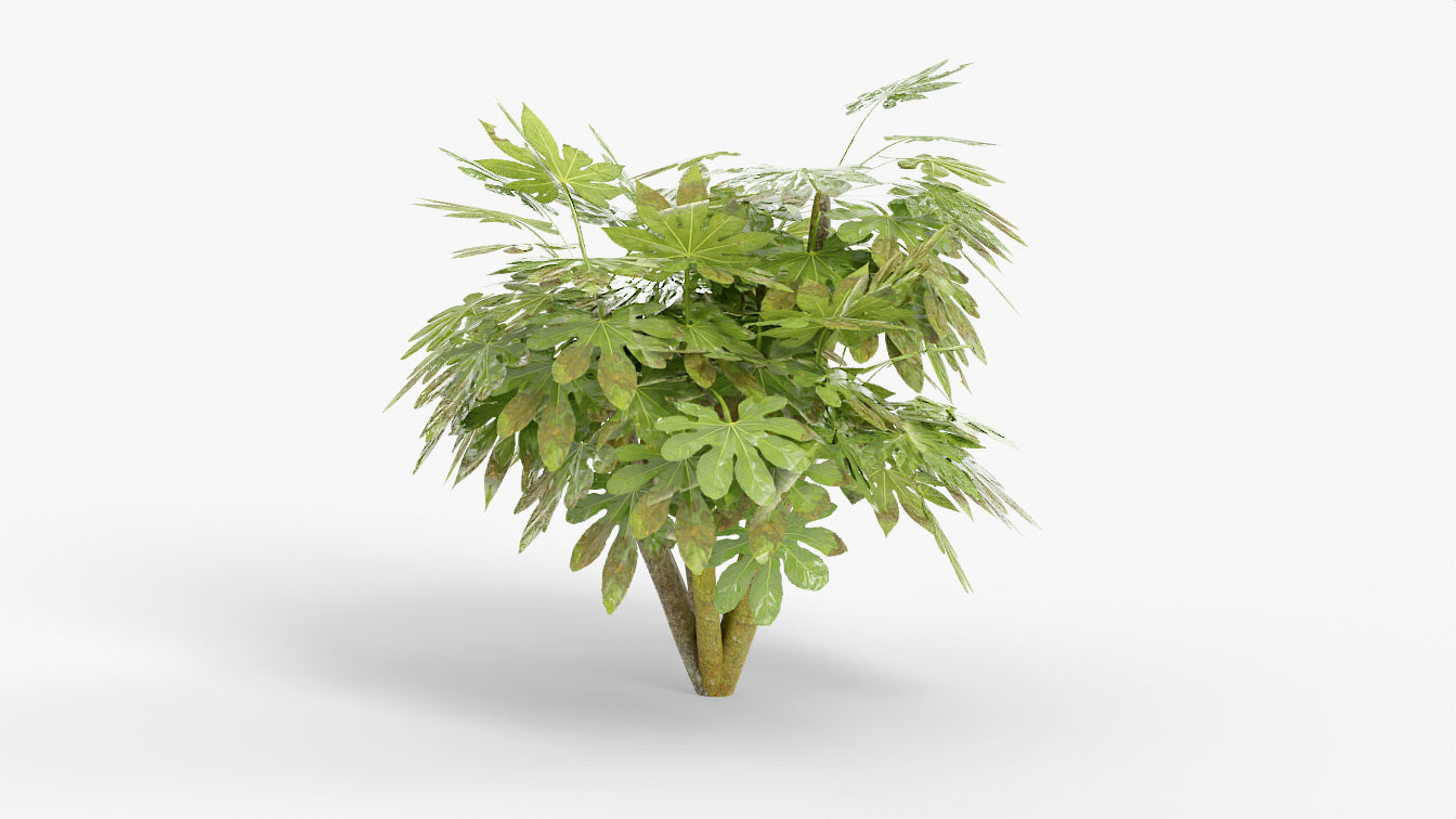 Fatsia japonica plant. Low-poly 3D model for Blender, OBJ and PBR textures.