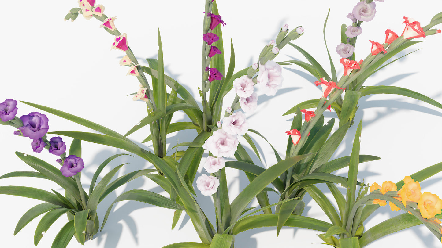 Colorful gladiolus flowers 3d model for Blender and OBJ with low polycount and PBR textures