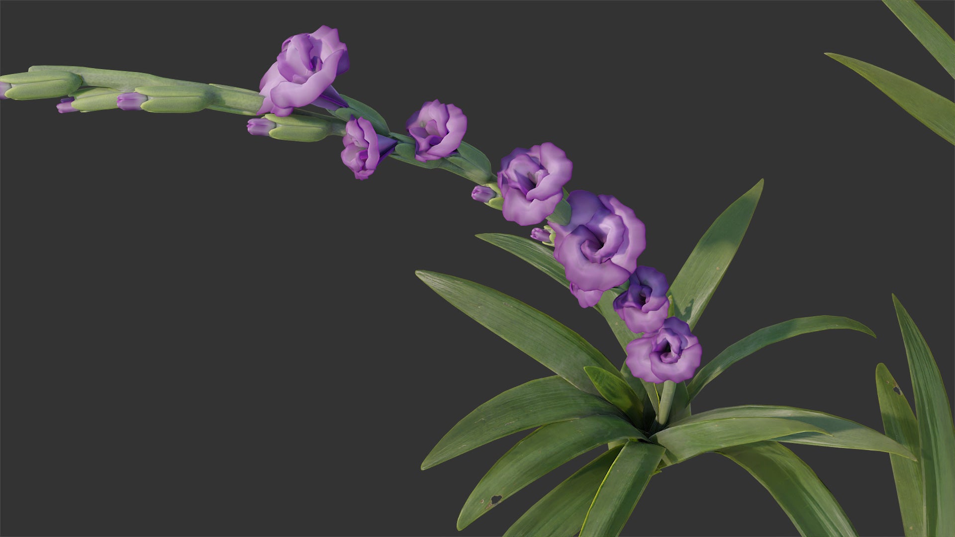 Colorful gladiolus flowers 3d model for Blender and OBJ with low polycount and PBR textures
