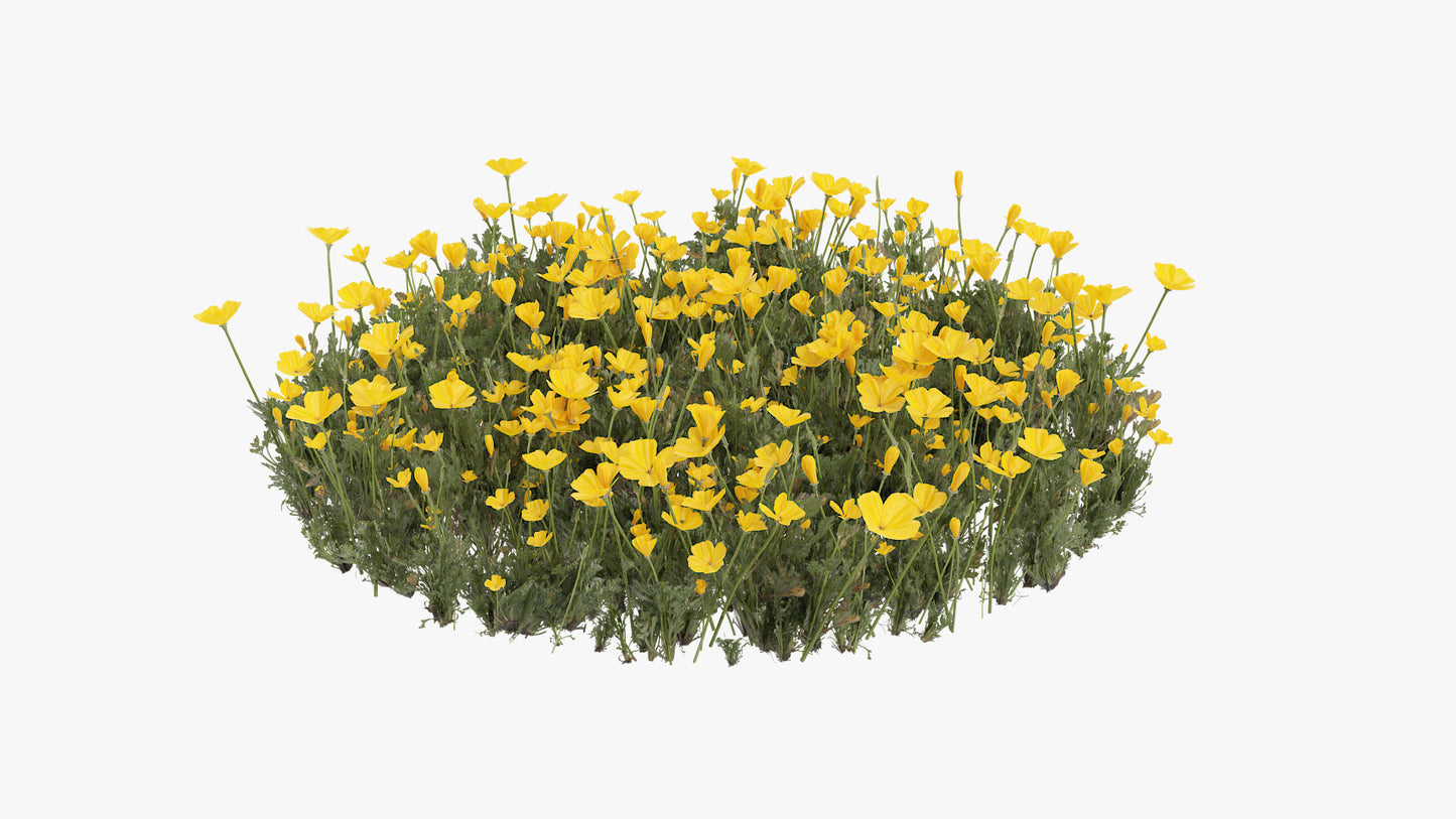 California Poppy 3d model for Blender and obj with PBr and low poly