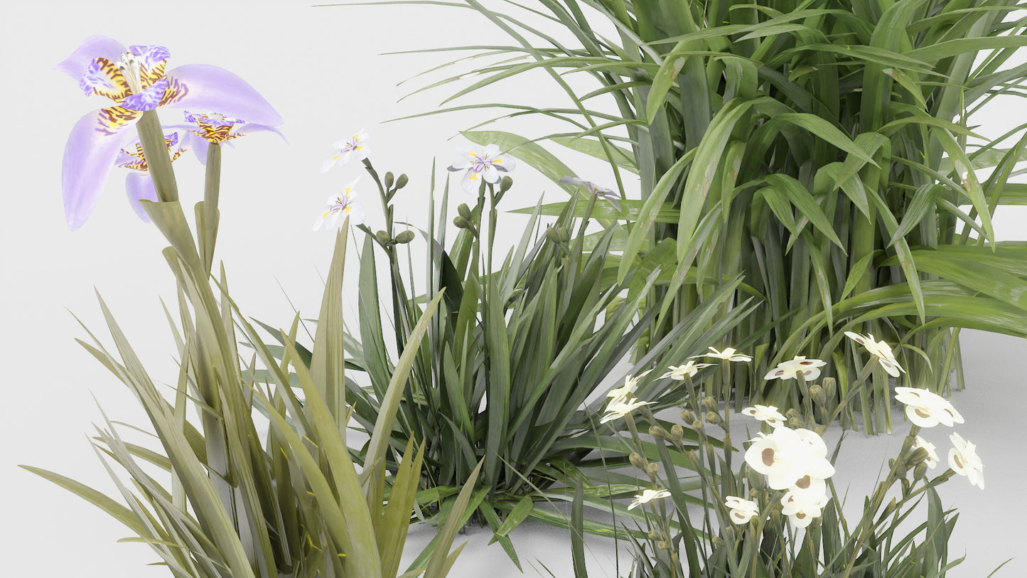 Iris Flowers (Dietes & Neomarica)