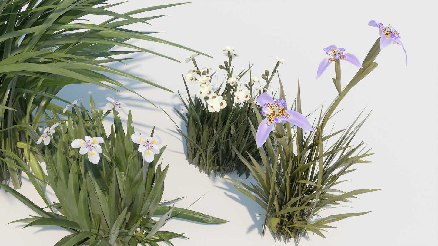Iris flowers 3D model Blender OBJ low-poly PBr textures Dietes and Neomarica