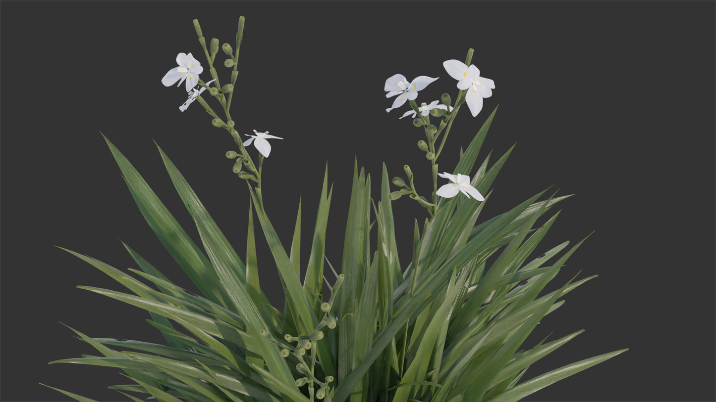 Iris flowers 3D model Blender OBJ low-poly PBr textures Dietes and Neomarica