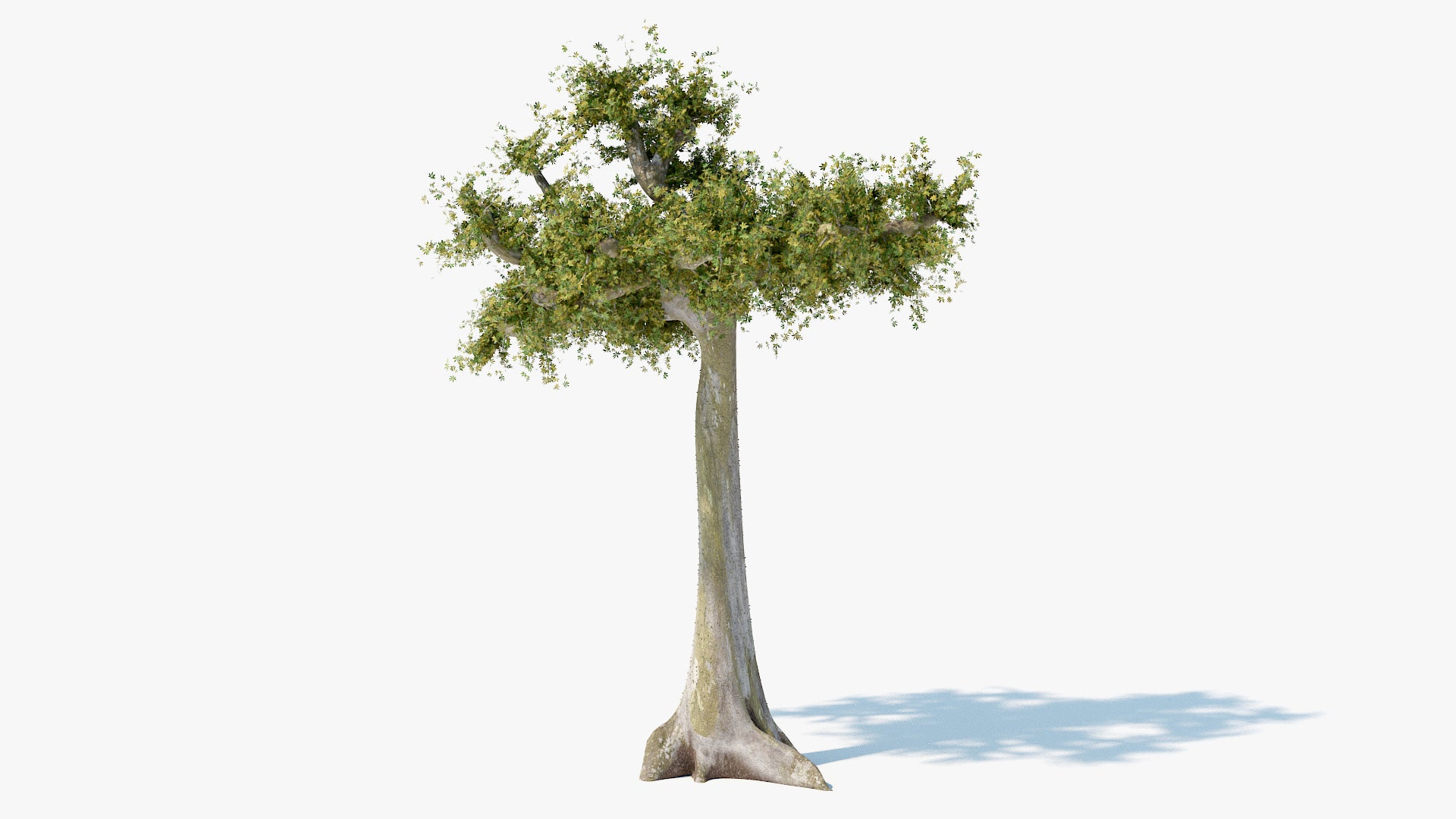 Kapok tree silk cotton 3d model blender obj with pbr textures and low polycount