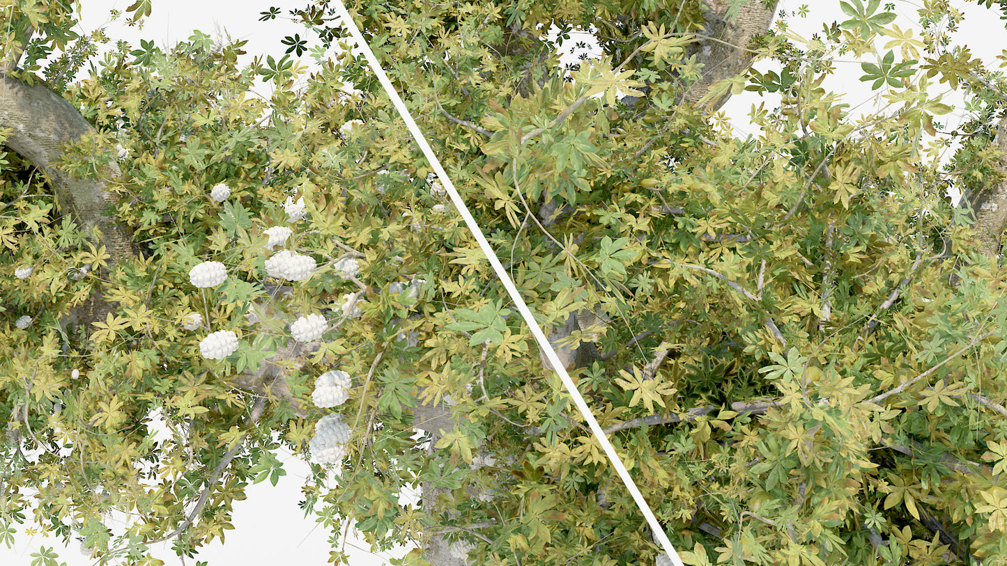 Kapok Tree - Silk Cotton (Ceiba Pentandra)