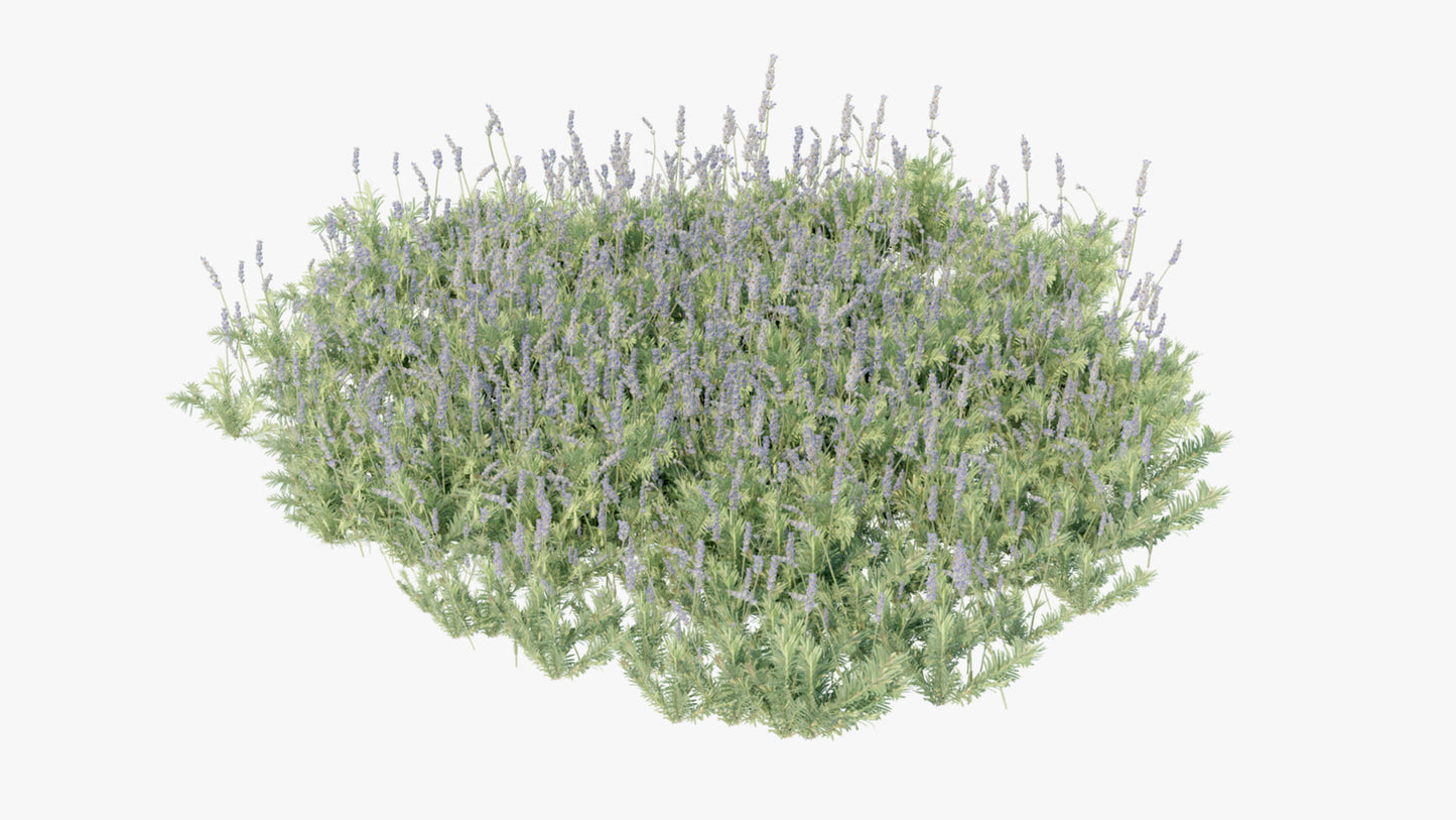 lavender flowers & plant 3d model for Blender and OBJ with PBR textures and lowpoly count