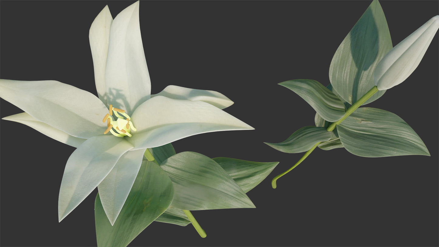Lily flowers and buds 3d model for Blender and OBJ with low polycount and PBR textures