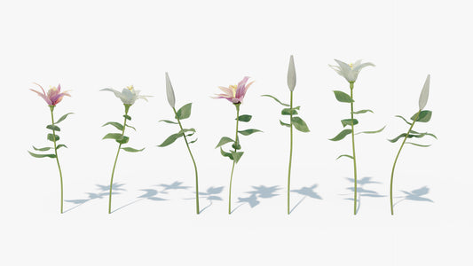 Lily flowers and buds 3d model for Blender and OBJ with low polycount and PBR textures